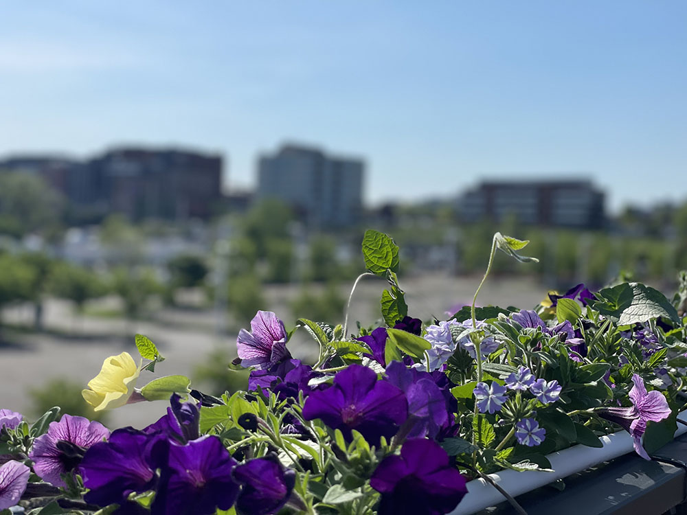 Pier 6 East Deck View Flowers web